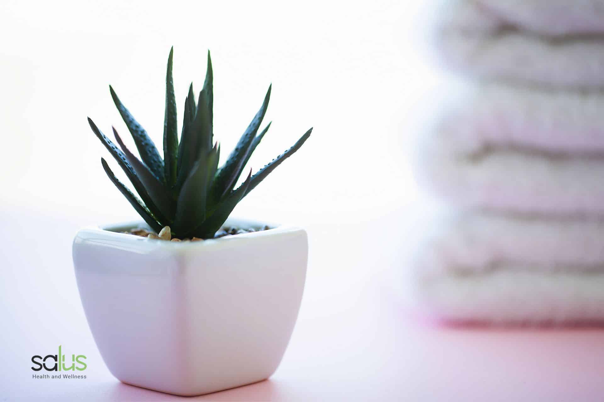 Piante Che Assorbono umidità Aloe Salus Blog